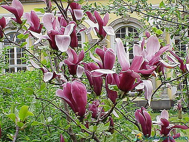 Lepota magnolija