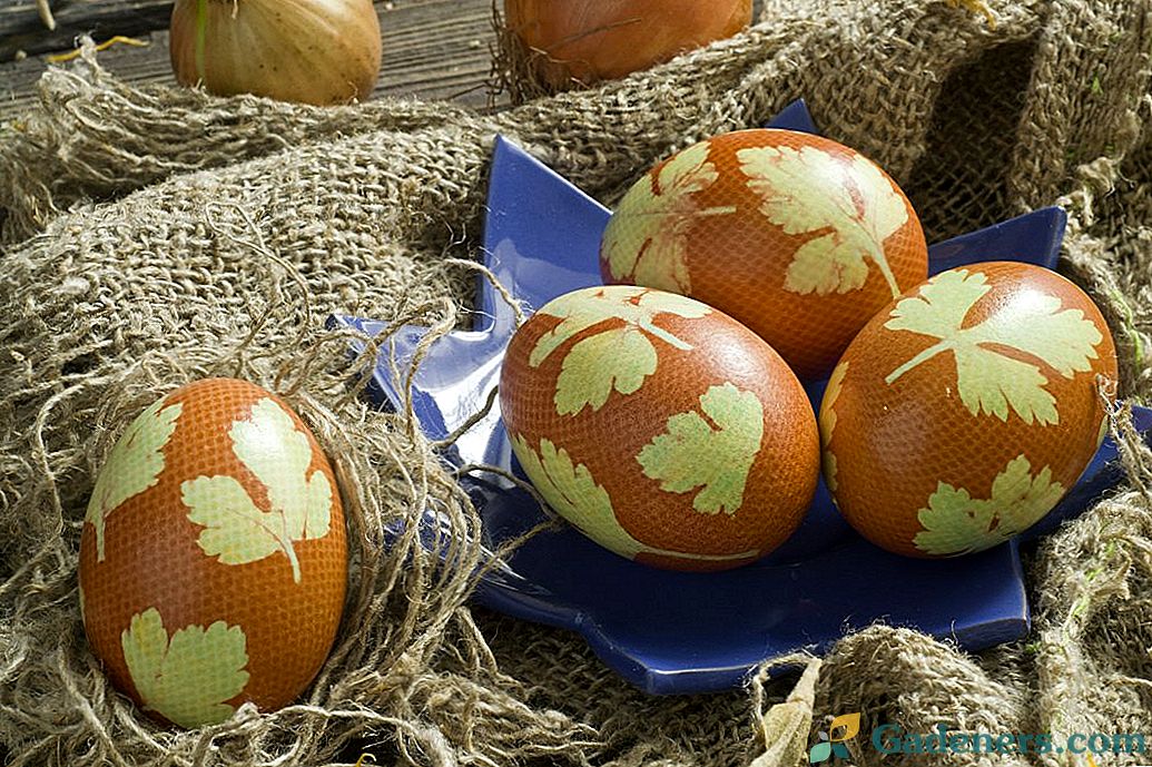 Великденски яйца с листа от магданоз