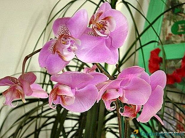 Krilna Phalaenopsis