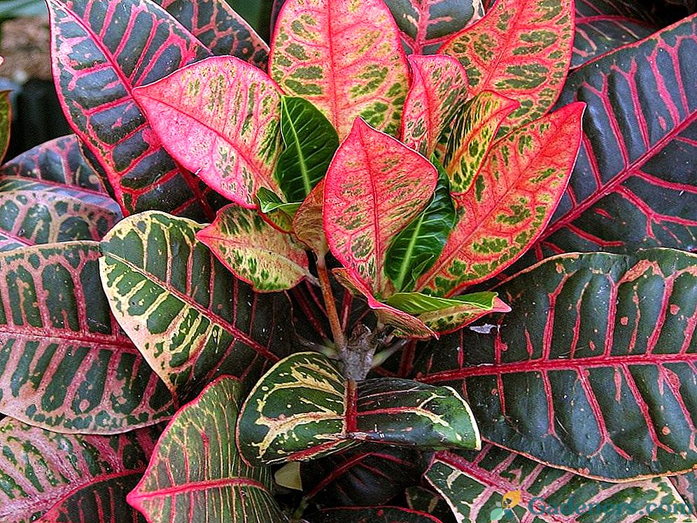 Croton - množstvo farieb