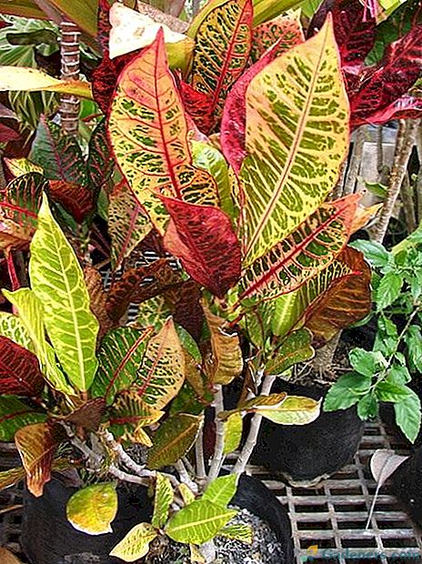 Croton vai uguņošanas krāsas