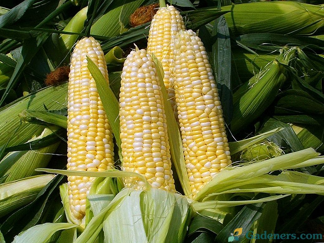 Kukurydza - królowa pól w kraju