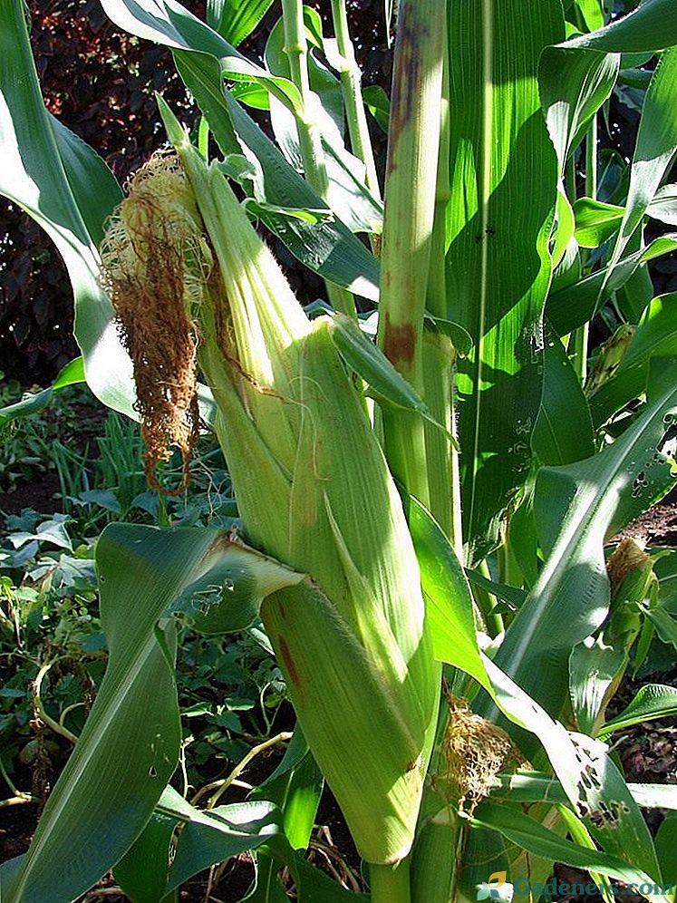 Кукурудза та її властивості