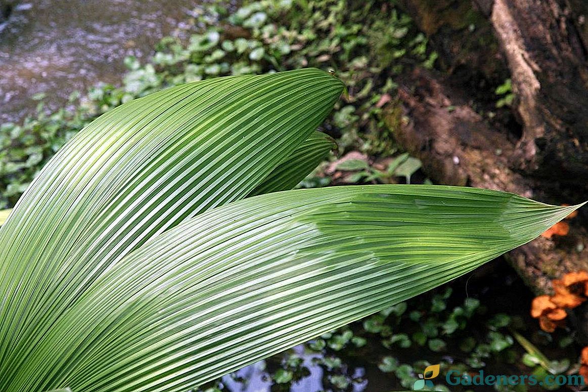 Куркулиго-Молинериа - прекрасни листови са минималном пажњом