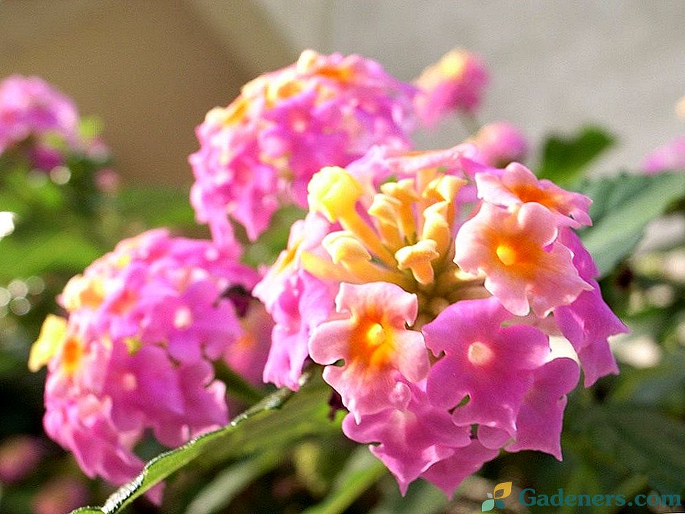 Лантана - забавне цвијеће