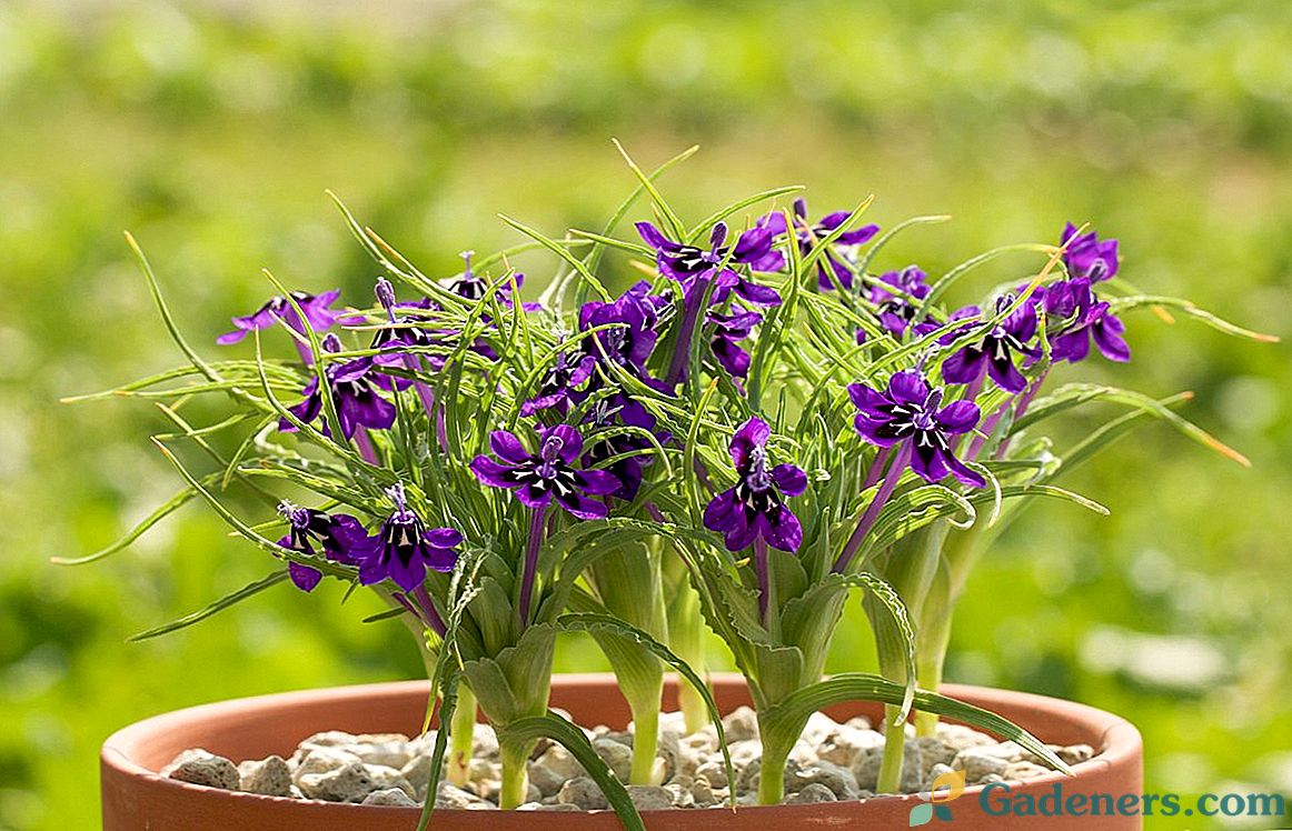 La Perussia - elegantna unutarnja irisa