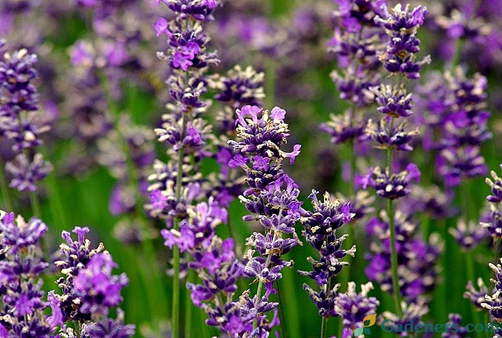 Lavender - aroma in barva