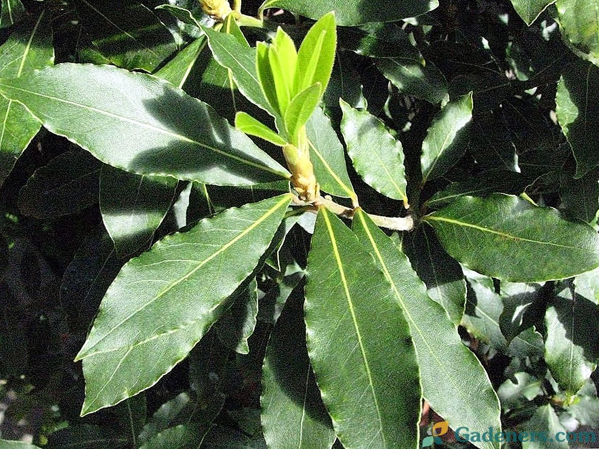 Vznešená vavřince - roste bobkový list