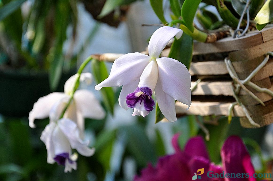 Lelia - най-деликатната орхидея