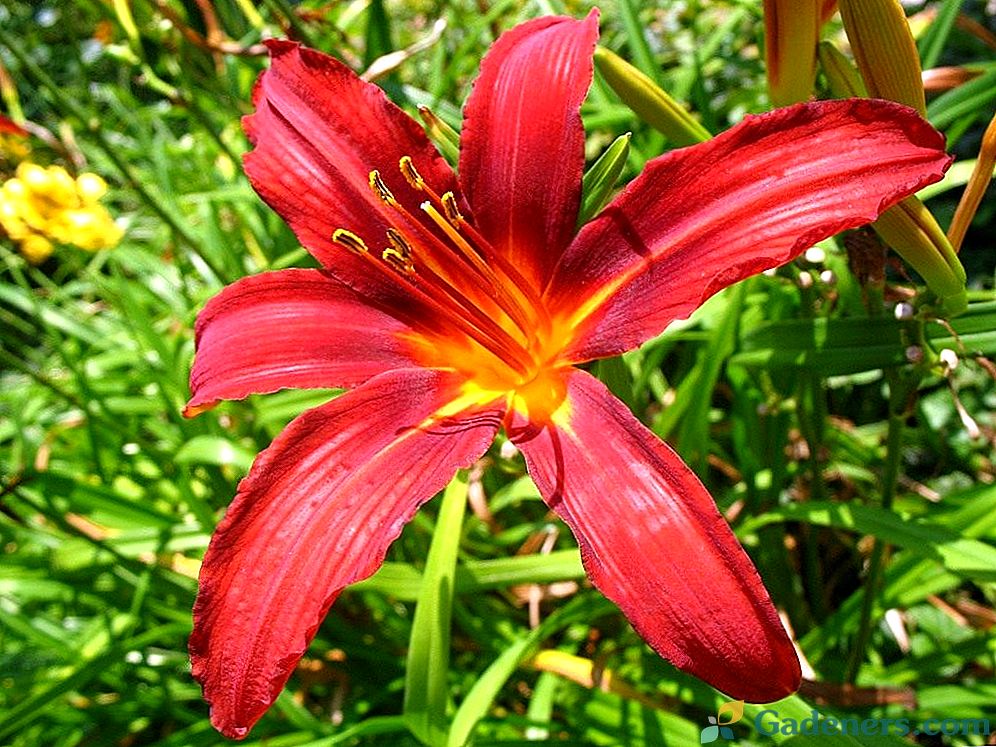 Daylilies sode