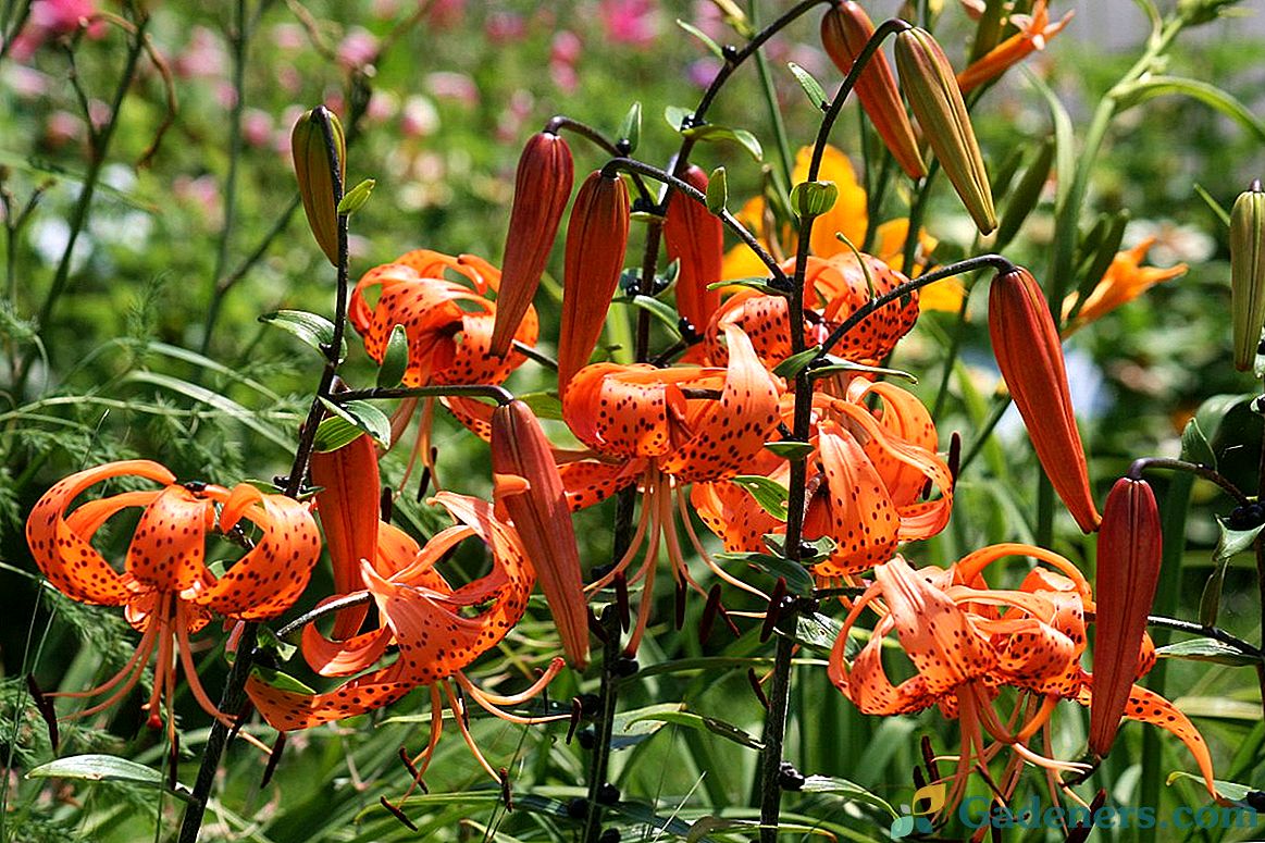 Lilies Martagon - odrody, hybridy, použitie v záhrade