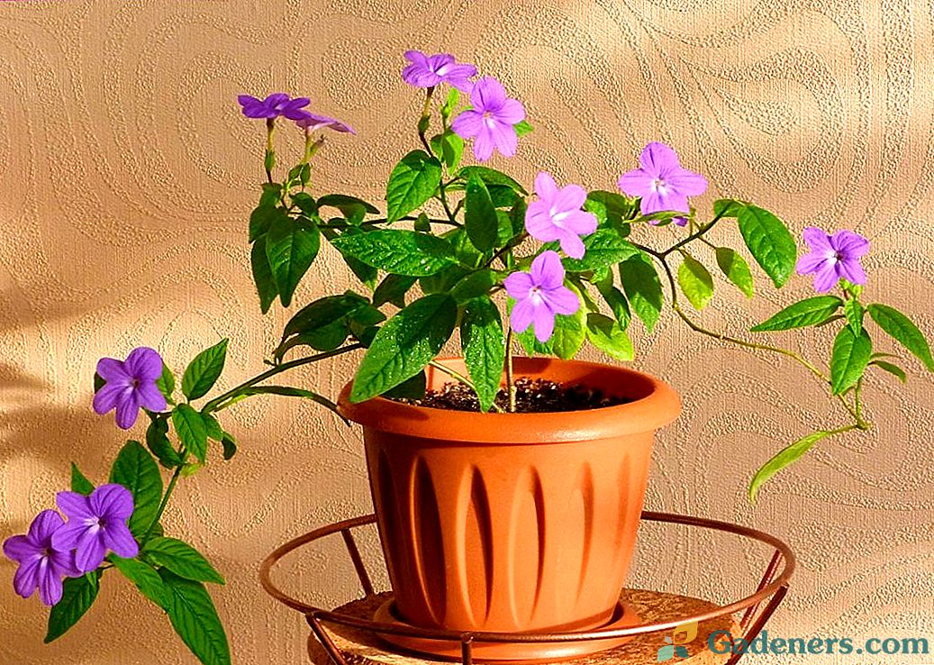 Кращі кімнатні рослини з простими квітками