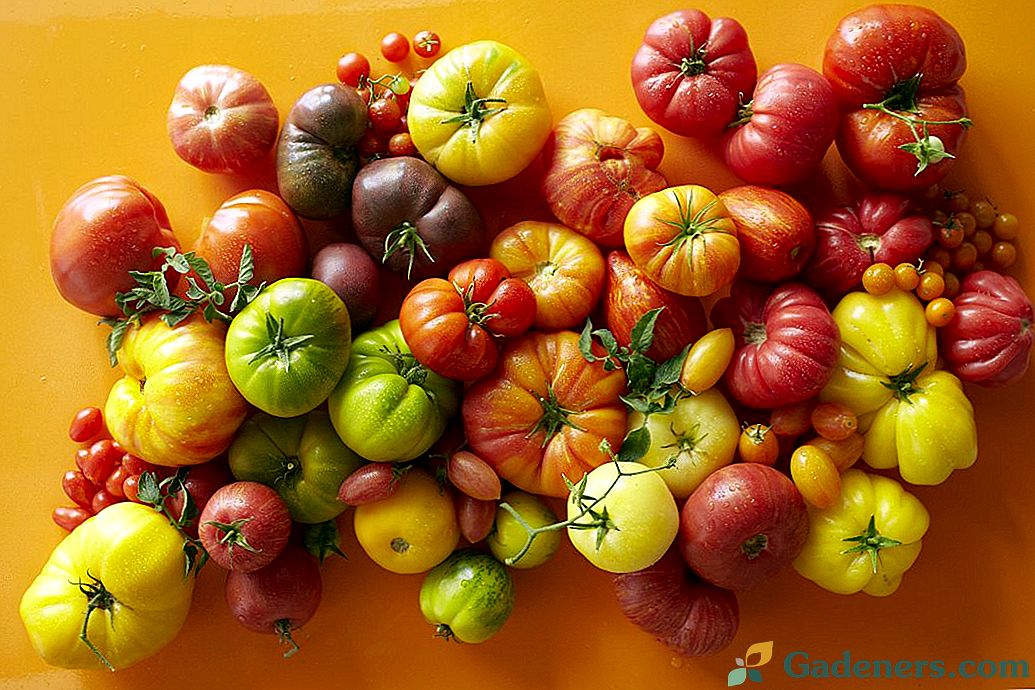 Najbolje nove sorte i hibridi rajčice za staklenike i otvoreni teren