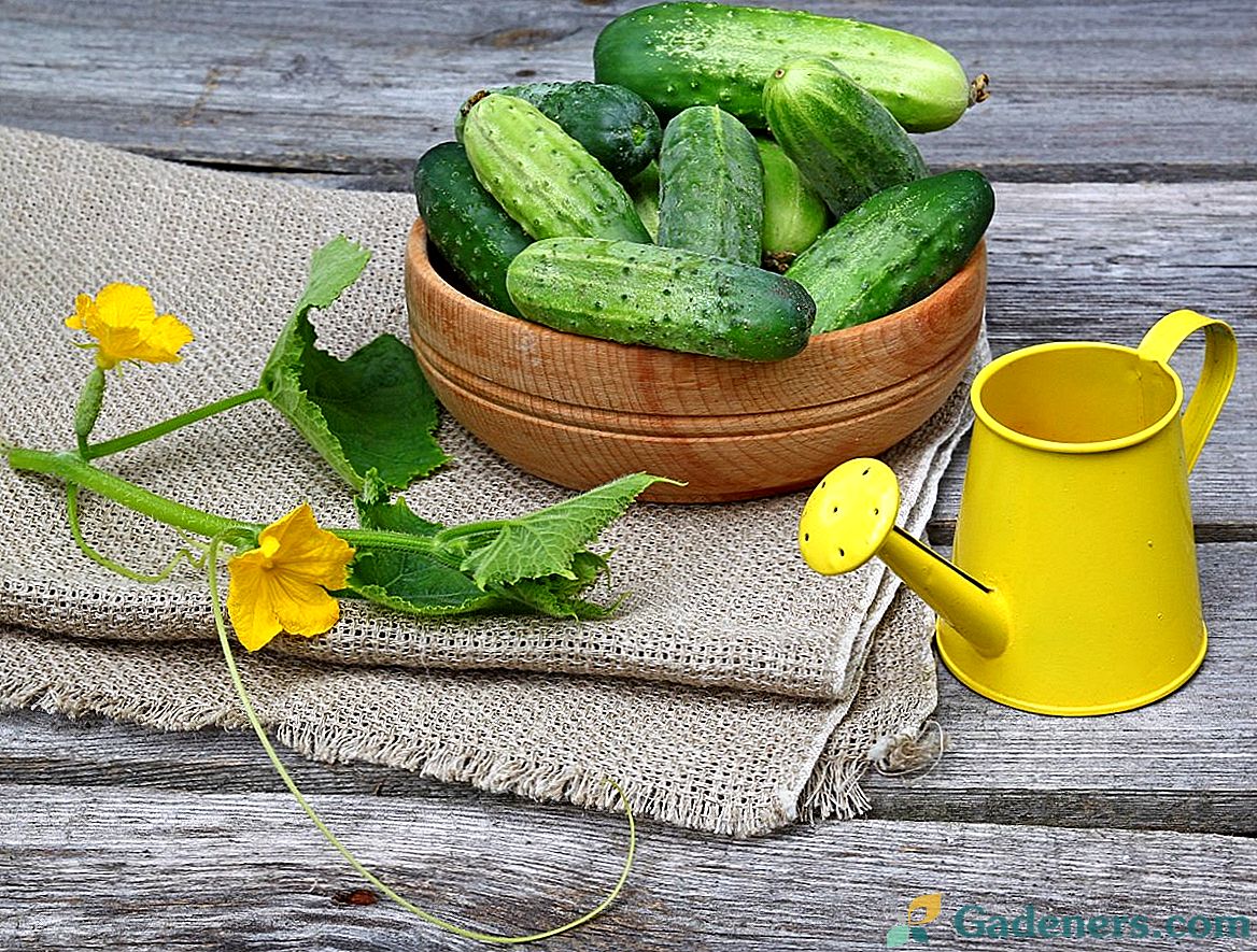 Najboljše nove sorte kumaric za rastlinjak