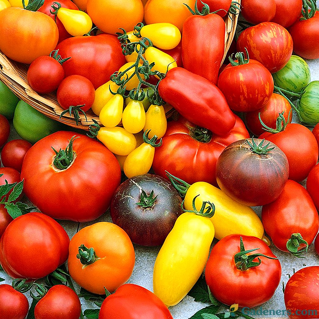 Geriausios pomidorų veislės bet kokiam orui