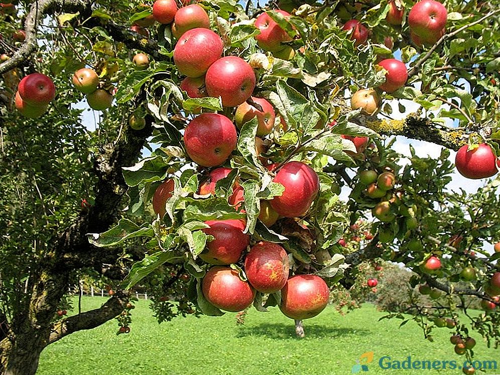 Najlepšie odrody jabloní pre rôzne oblasti