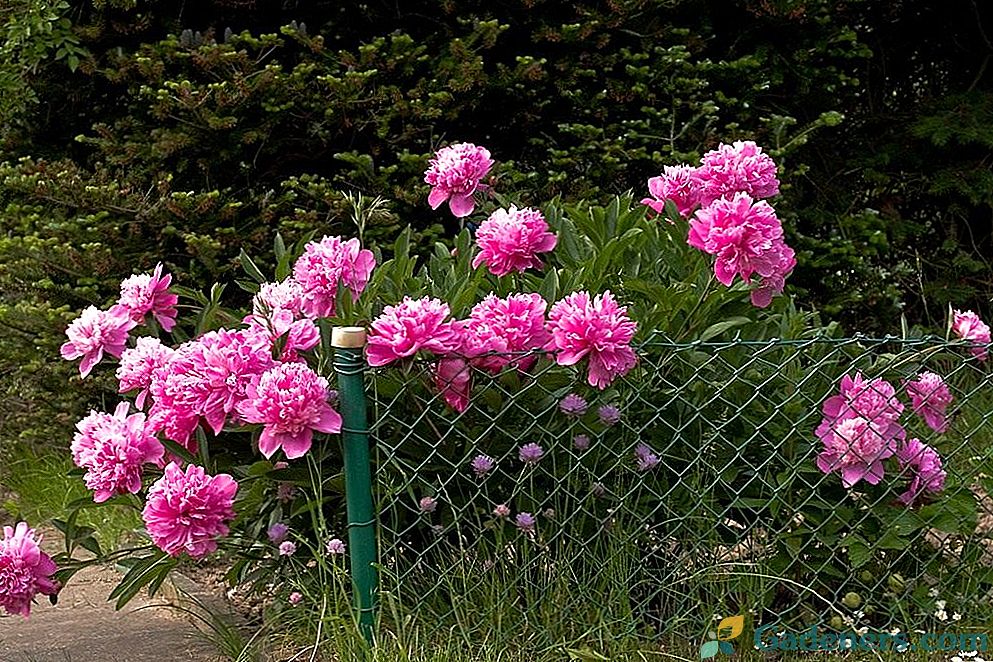 Grieķu dievu favorīti ir peonijas