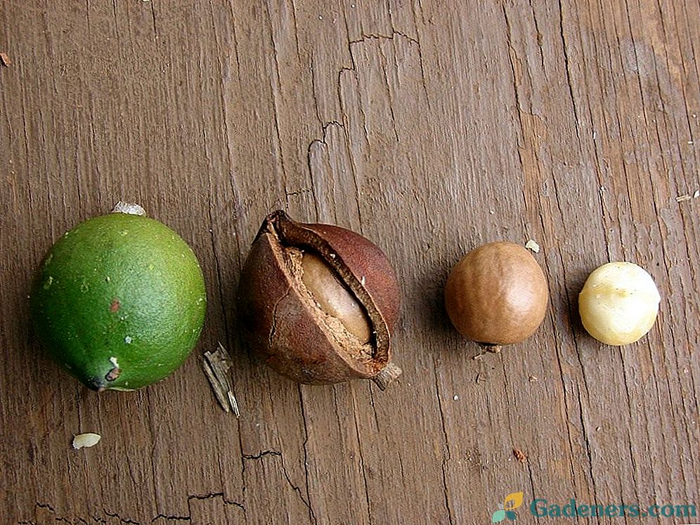 Macadamia alebo austrálsky orech
