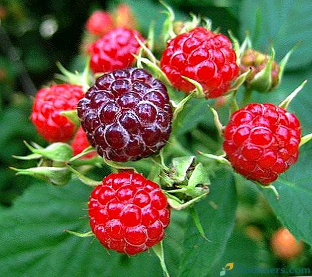 Raspberry, přehled odrůd a druhů