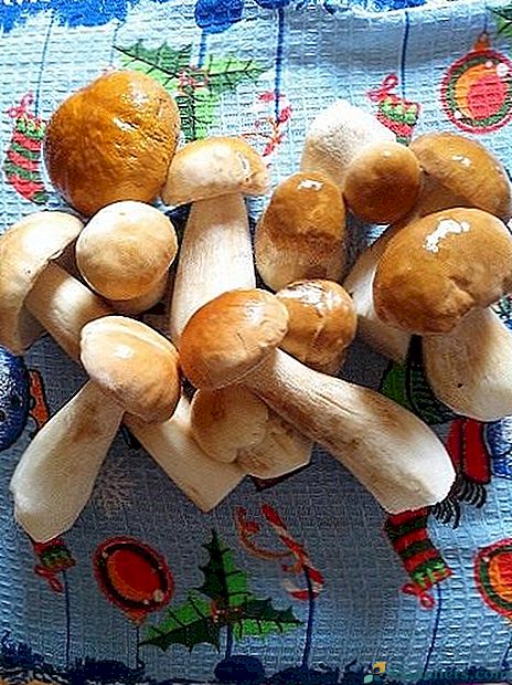 Marinované bílé houby se skořicí
