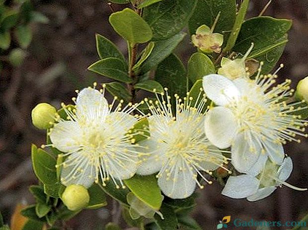 Myrtle - simbol miru in tišine