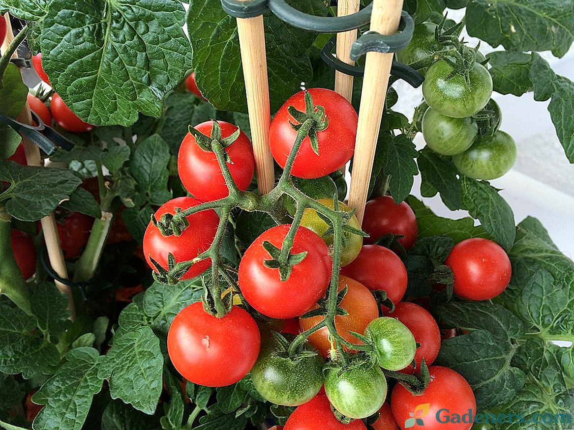 Daugiamečiai pomidorai