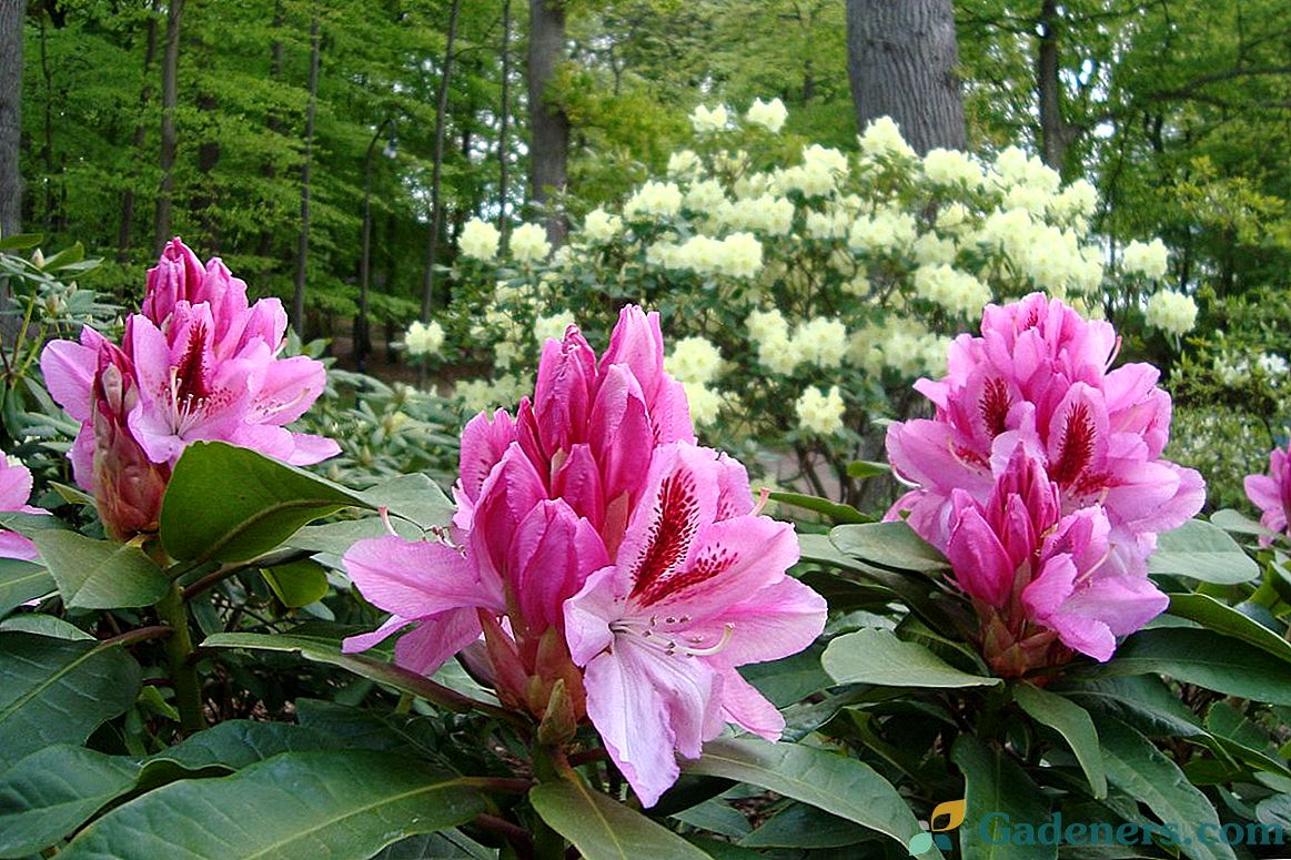 Mono-kvet rododendronov - rysy organizácie
