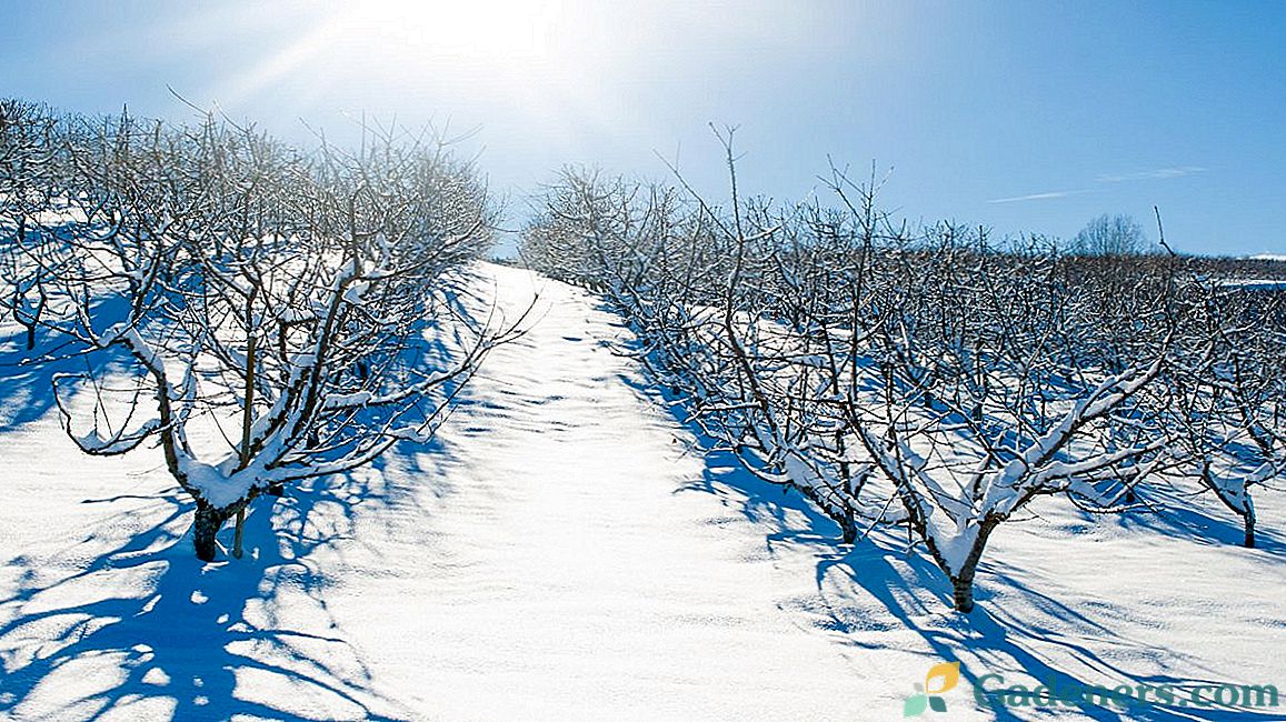 Необходимо ли е да потънете сняг около овощните дървета?
