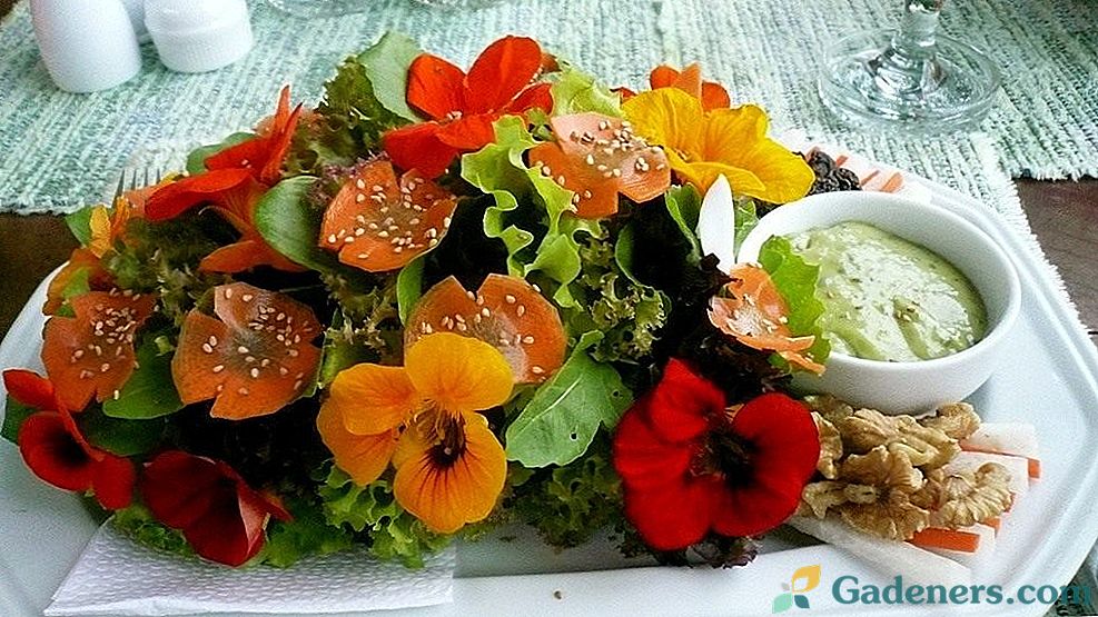 Nasturtium: dobré pro zahradu a salát