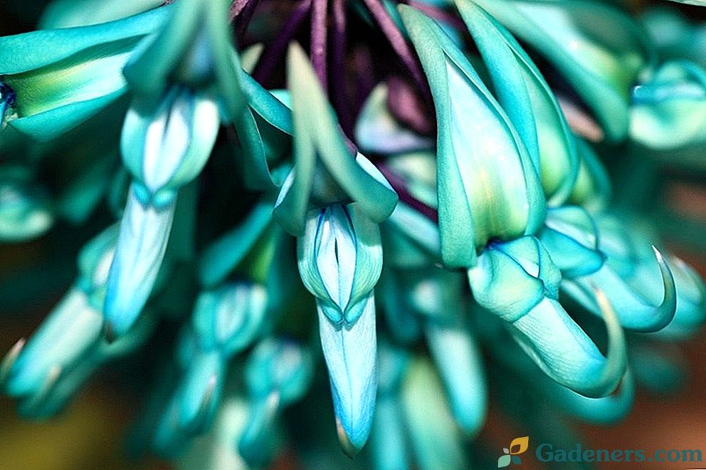 Jade Vine alebo Strongylodon