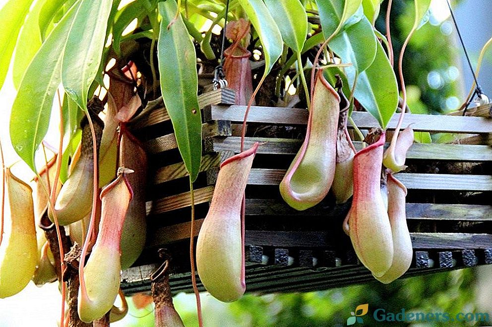 Nepentes - pěstování dravé rostliny doma