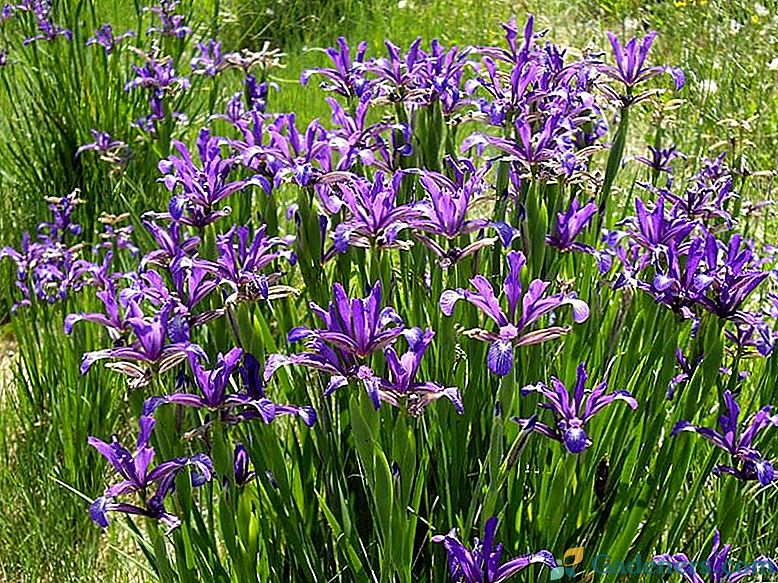 Neizogibne špurijske irises