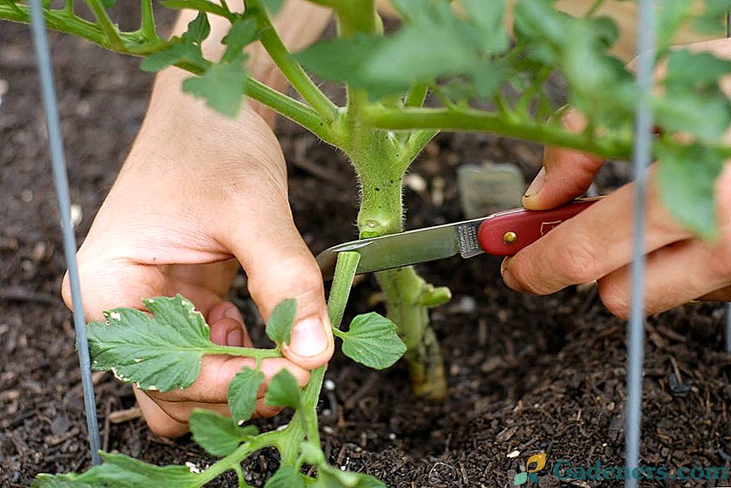 Чи потрібно обривати нижнє листя у томатів?