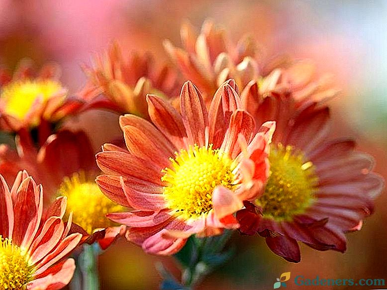 Apie Korėjos Chrysanthemum Varieties