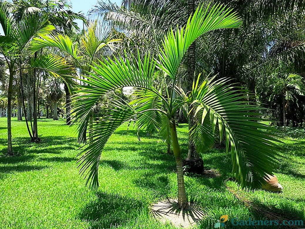 Зразкові силуети бутелевой пальми ареки
