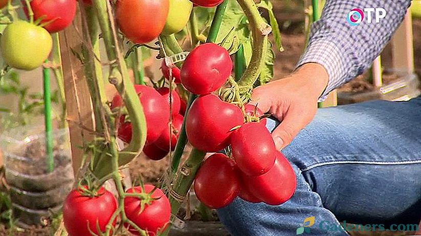 Preskúmanie hybridy paradajok agrofirmy 