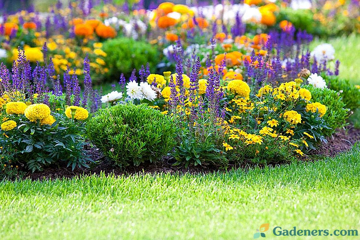 Jednotlivé květinové záhony v designu zahrady