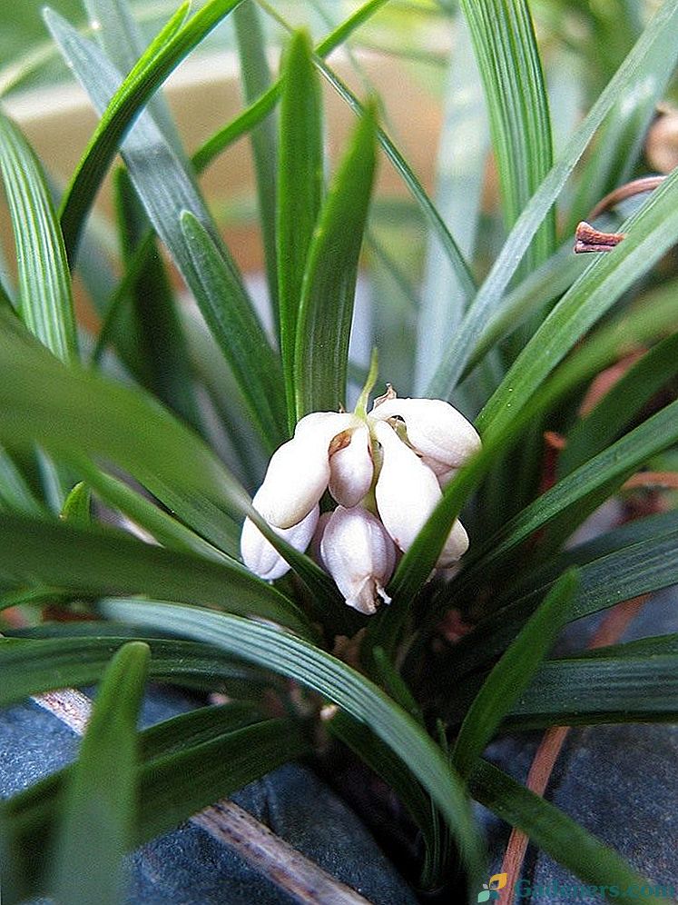 Ophiopogon japoński, japoński Lily of the Valley
