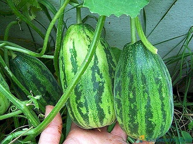 Ogurdynya - hibrid kumare in melone