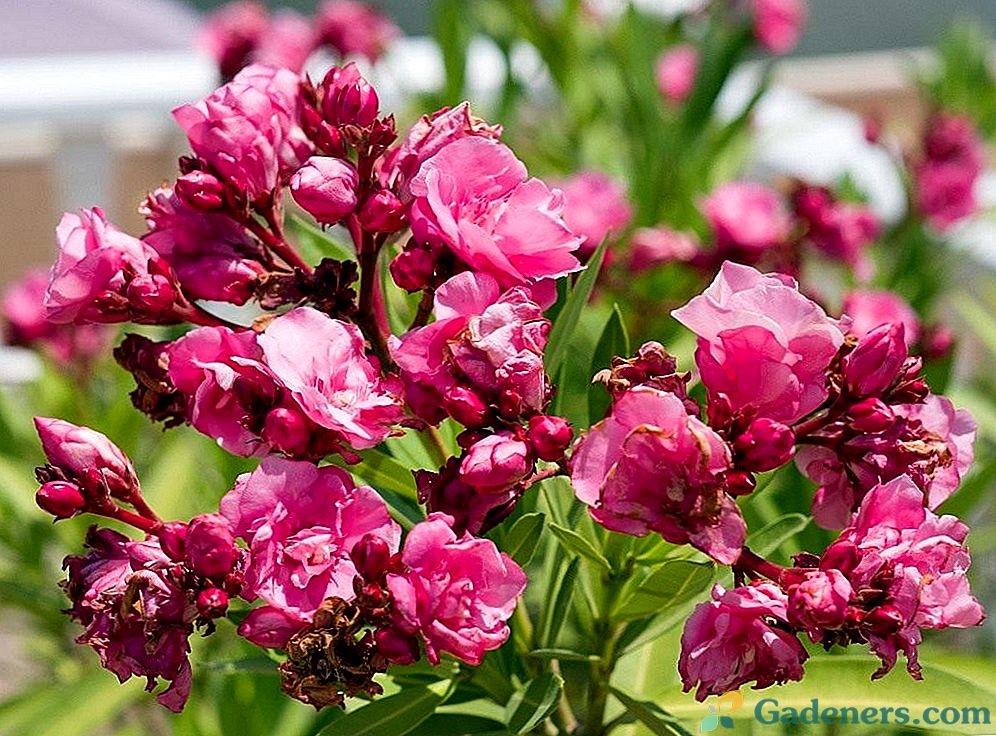 Oleanders ir aromātisks labklājības avots