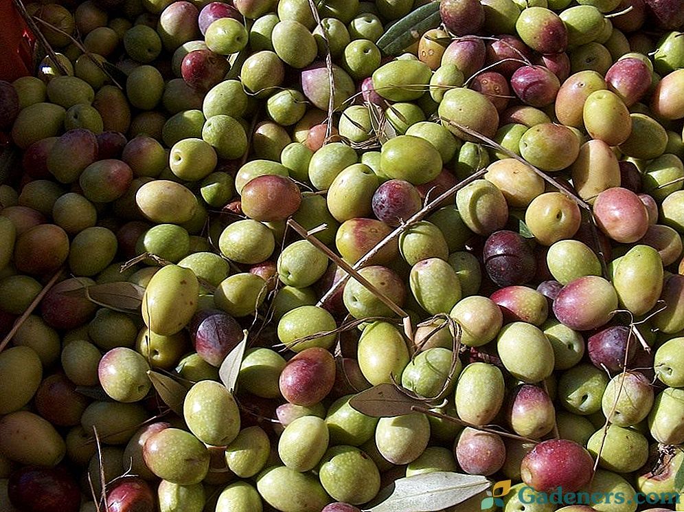 Olivy alebo olivy - aký je rozdiel a výhoda?