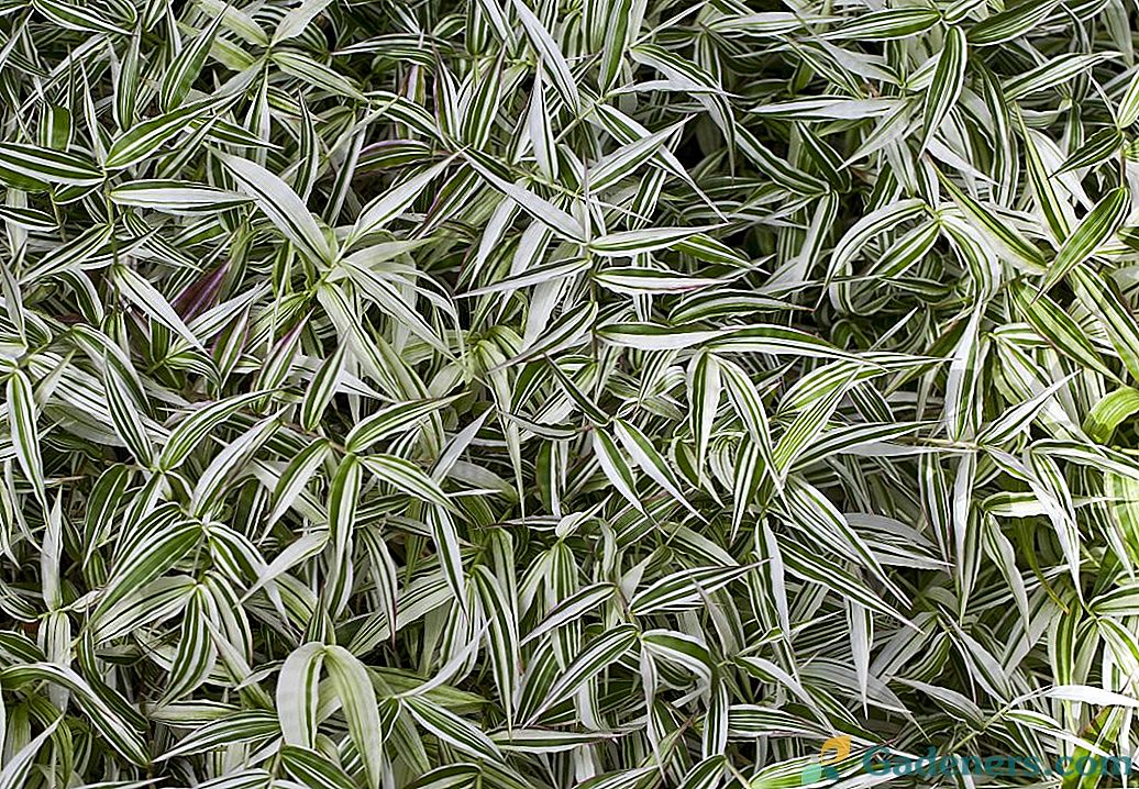 Оплисменус - живописна соба трава остианка
