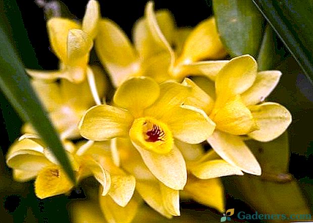 Дендробиум Орхидеје