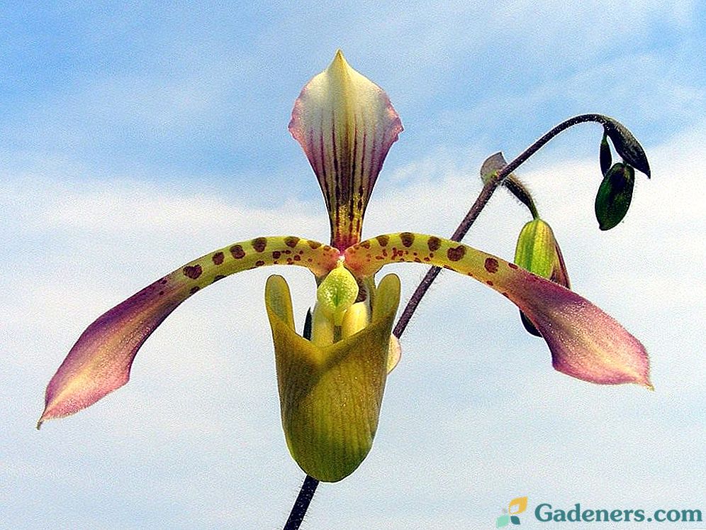 Orchidai - Pafiopedilums