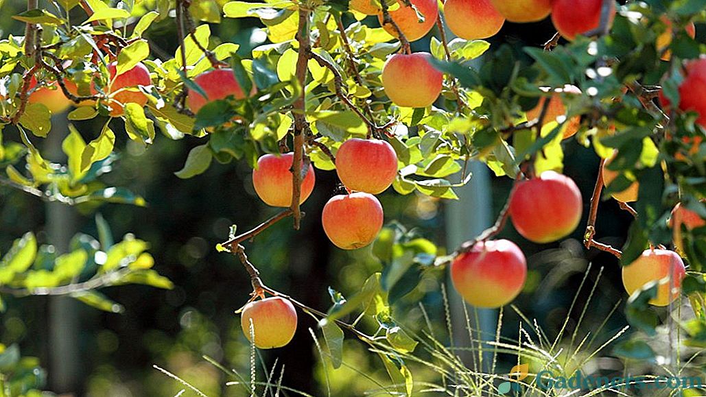 Есенна грижа за ябълковите дървета по правилата