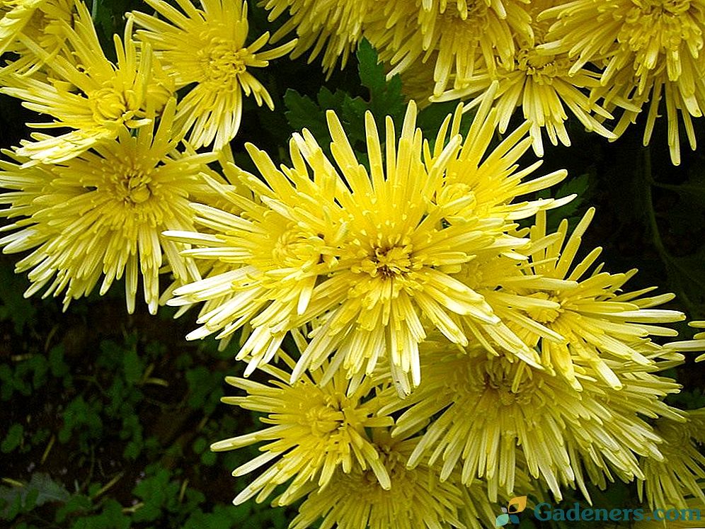 Chrysanthemos rudens daina
