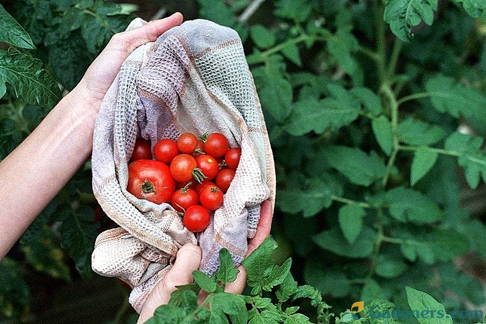 Chyby, ktoré znižujú výťažnosť paradajok