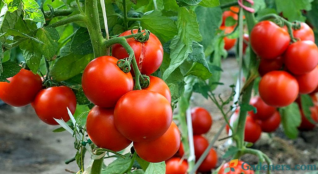 Pagrindinės klaidos pomidorų auginime