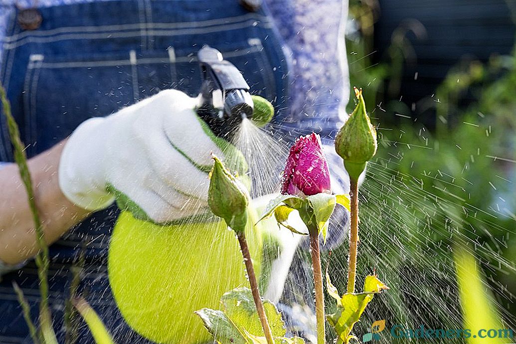 Pagrindinės pesticidų klaidos