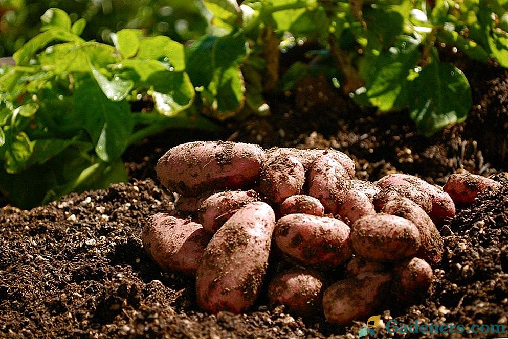 Značajke uzgoja krumpira: poljoprivredna tehnologija